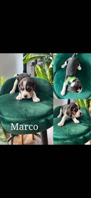 Beautiful Beagle puppies tricolour - Image 5 of 6