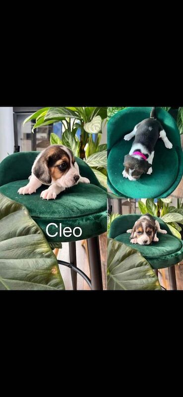 Beautiful Beagle puppies tricolour - Image 6 of 6