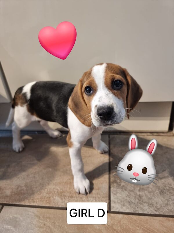 ❤️❤️Beautiful beagle pups ❤️❤️ for sale in Birches Head, Staffordshire | Image 2