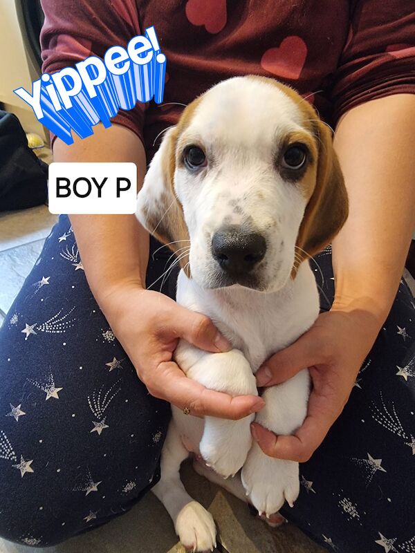 ❤️❤️Beautiful beagle pups ❤️❤️ for sale in Birches Head, Staffordshire | Image 3