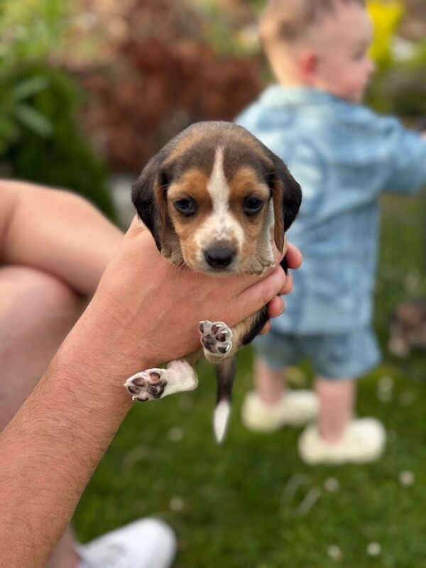 Beagle puppies for sale in Newry, County Armagh – 5 weeks old