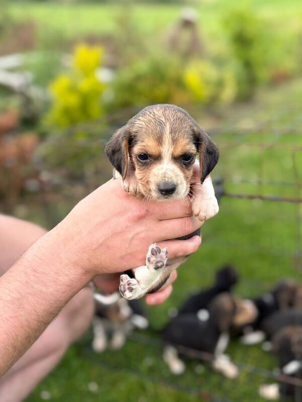 Beagle puppies for sale in Newry, County Armagh – 5 weeks old - Image 2 of 3