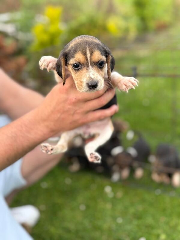 Beagle puppies for sale in Newry, County Armagh – 5 weeks old - Image 3 of 3