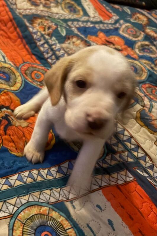 Beautiful Beagle Pups