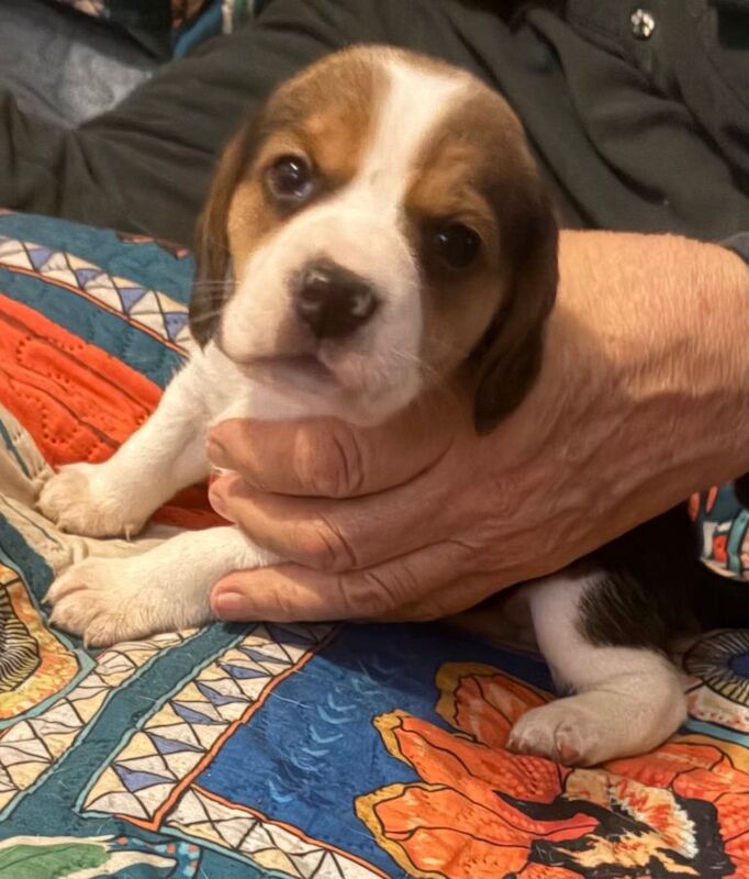 Beautiful Beagle Pups - Image 2 of 3