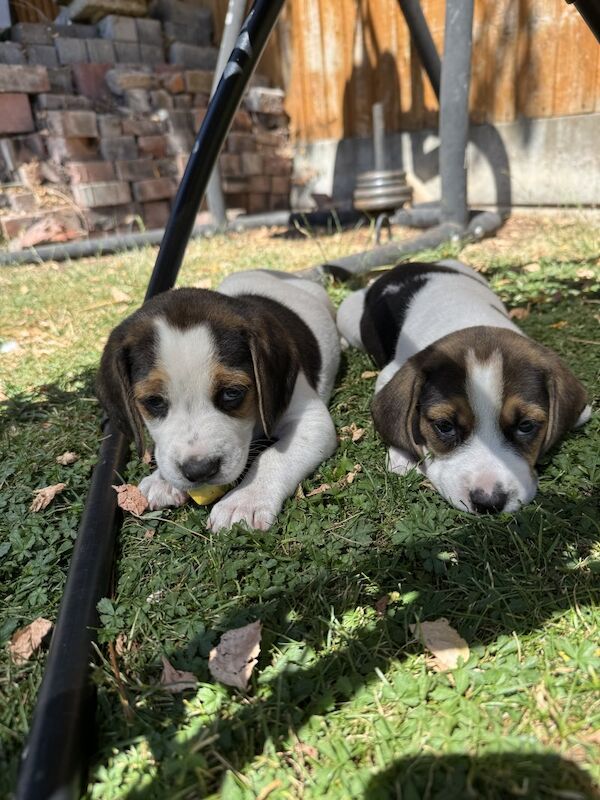 Beagle puppies for sale in Derby, Derbyshire – 7 weeks old