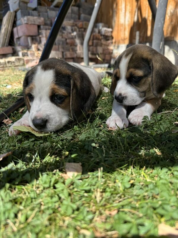 Beagle puppies for sale in Derby, Derbyshire – 7 weeks old - Image 2 of 4