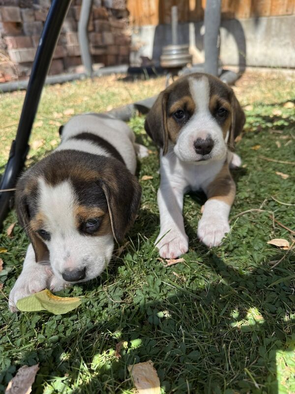 Beagle puppies for sale in Derby, Derbyshire – 7 weeks old - Image 3 of 4