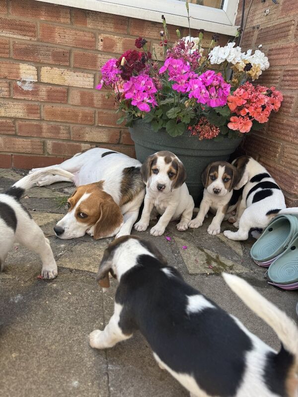 Beagle puppies for sale in Derby, Derbyshire – 7 weeks old - Image 4 of 4