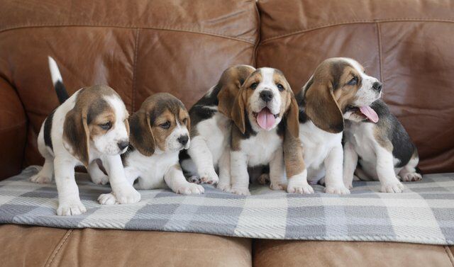 Beautiful Health Tested Beagle Puppies for sale in Pontarddulais, Swansea