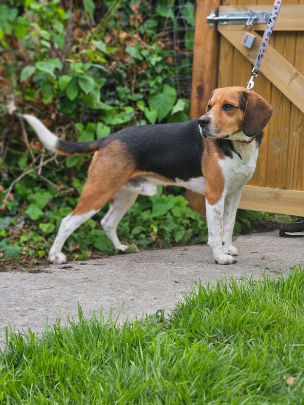 Beautiful henry for sale in Wantage, Oxfordshire