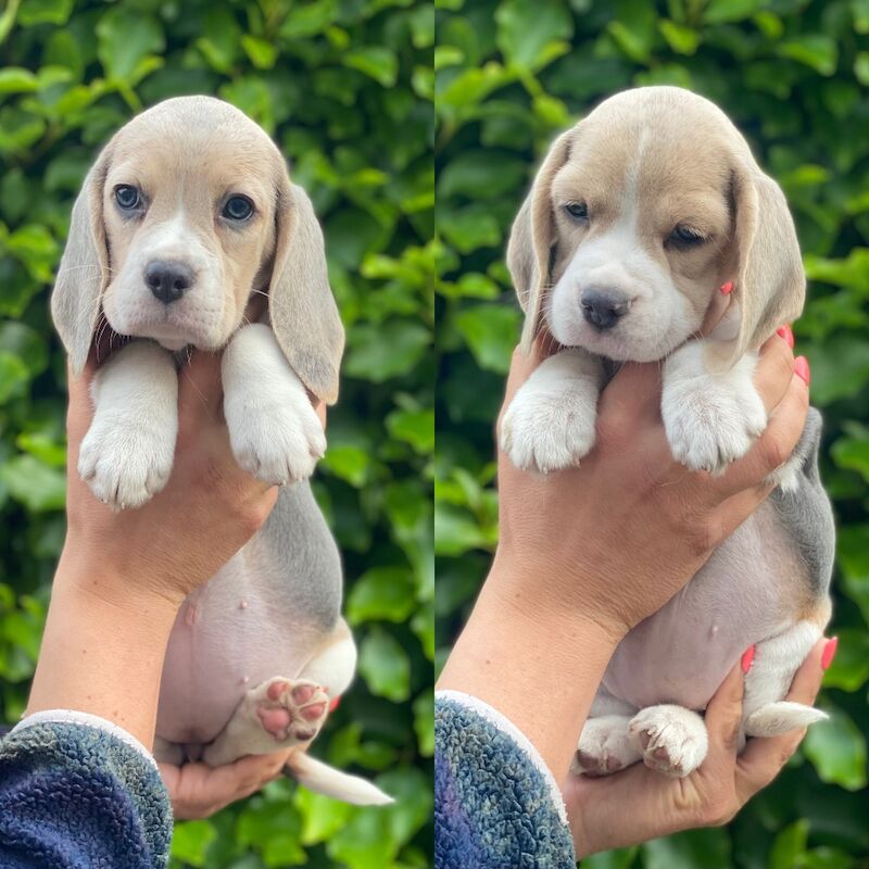 Beautiful KC Beagle Puppies for sale in Alloa, Clackmannan