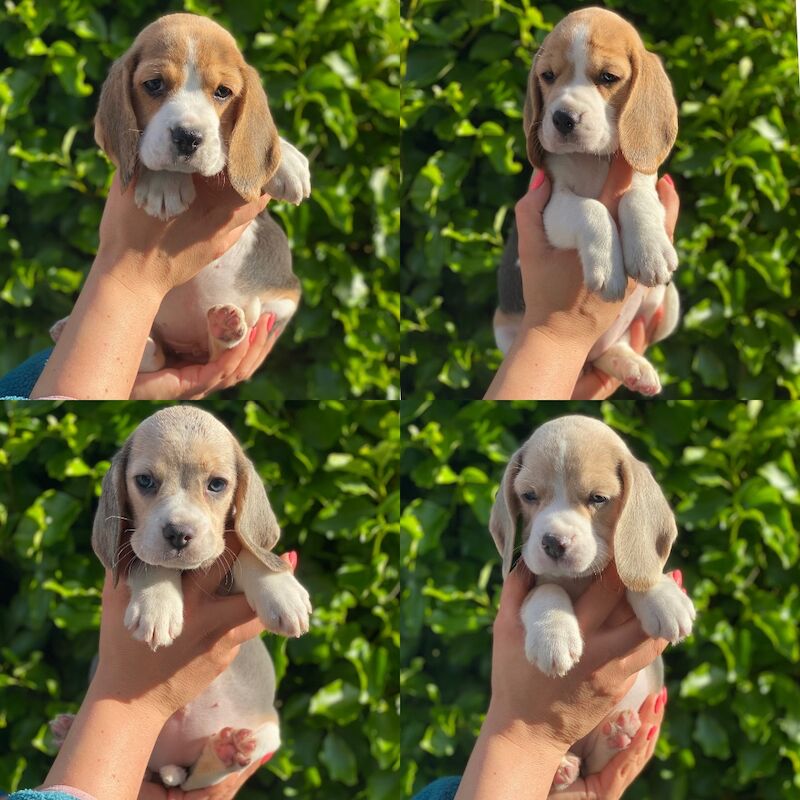 Beautiful KC Beagle Puppies for sale in Alloa, Clackmannan - Image 2