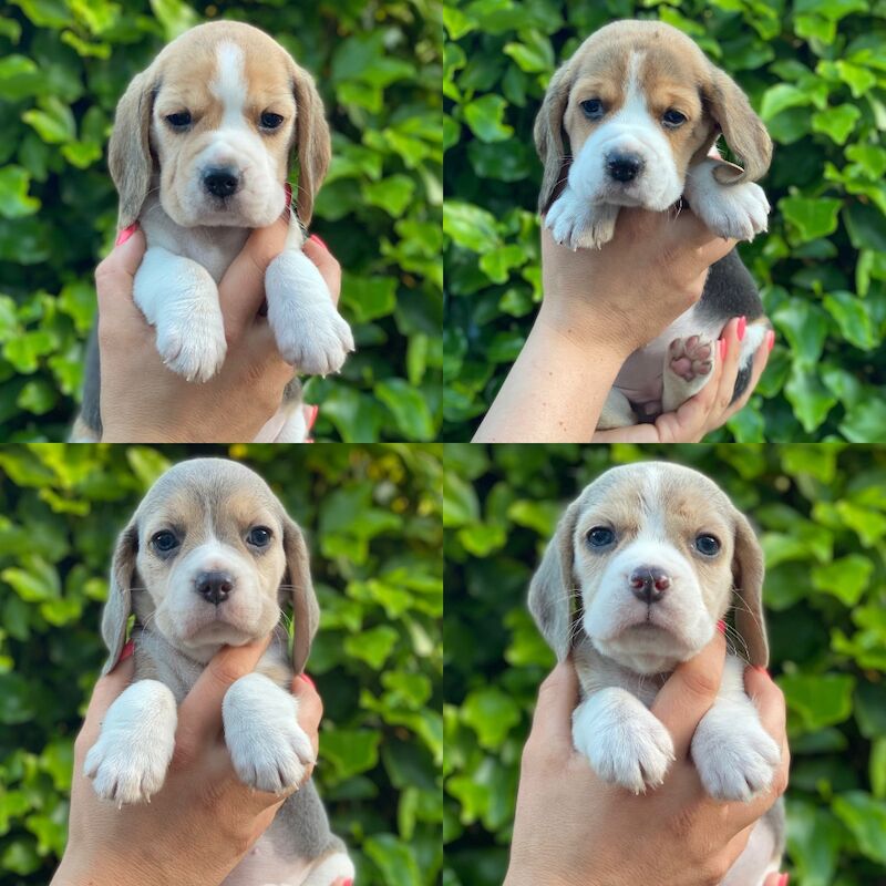 Beautiful KC Beagle Puppies for sale in Alloa, Clackmannan | Image 3