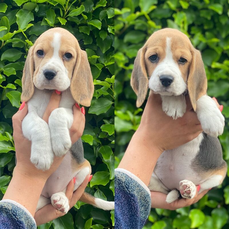 Beautiful KC Beagle Puppies for sale in Alloa, Clackmannan - Image 4