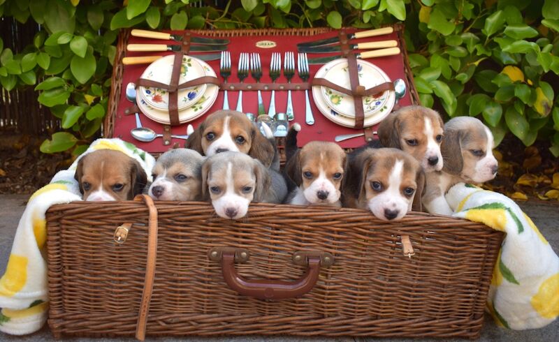 Beautiful KC Beagle Puppies for sale in Alloa, Clackmannan - Image 5