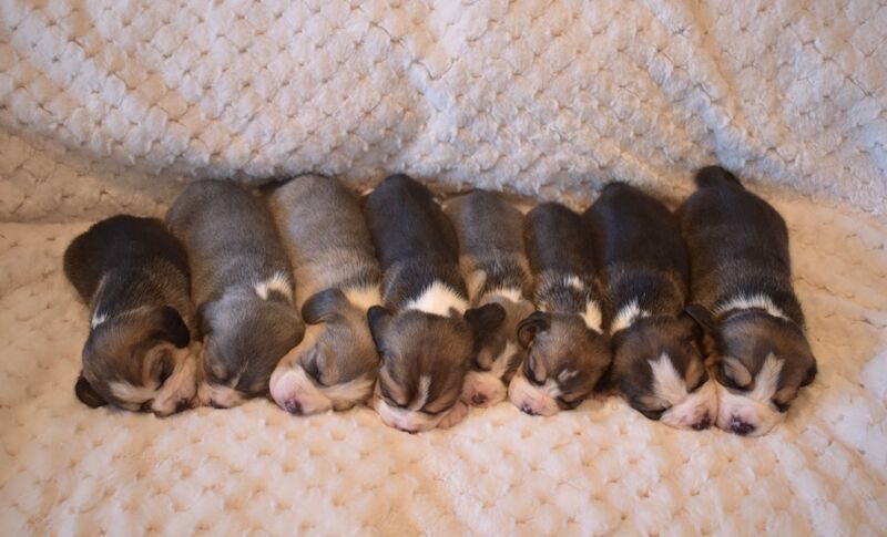 Beautiful KC Beagle Puppies for sale in Alloa, Clackmannan - Image 6