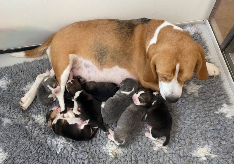 Beautiful KC Beagle Puppies for sale in Alloa, Clackmannan - Image 7