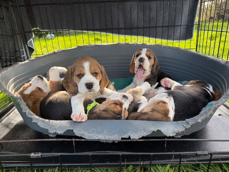 Beautiful Pedigree Tri Colour Beagle Puppies - Image 2 of 12