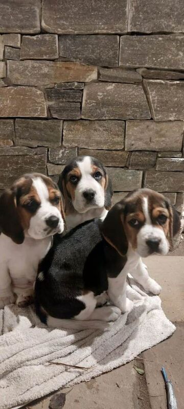 Beagle Puppies For Sale