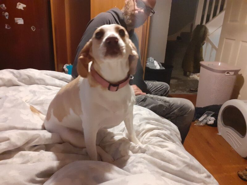 Beagle puppies for sale in Bath, Somerset – 4 years old