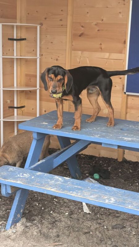 BOCKER boy available end of the year for sale in Cambuslang, Lanarkshire - Image 2