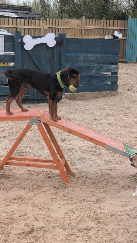 BOCKER boy available end of the year for sale in Cambuslang, Lanarkshire - Image 4