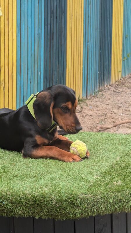 BOCKER boy available end of the year for sale in Cambuslang, Lanarkshire - Image 5