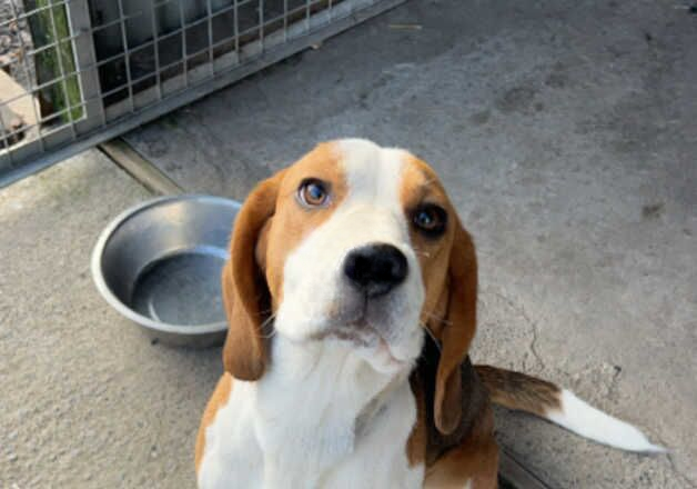 Beagle puppies for sale in Swansea/Abertawe, Swansea – 1 year old - Image 2 of 3