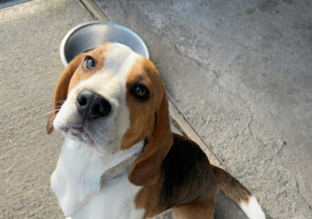 Beagle puppies for sale in Swansea/Abertawe, Swansea – 1 year old - Image 3 of 3