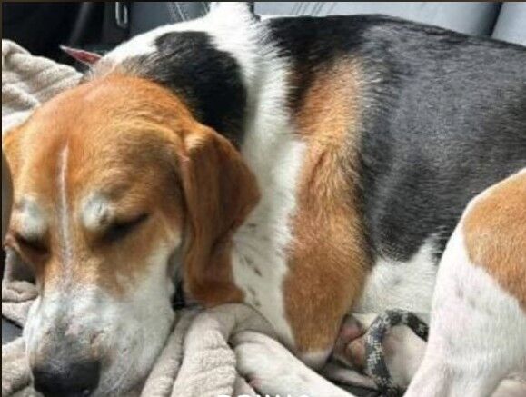 Kennel Club Registered Beagle Puppies For Sale