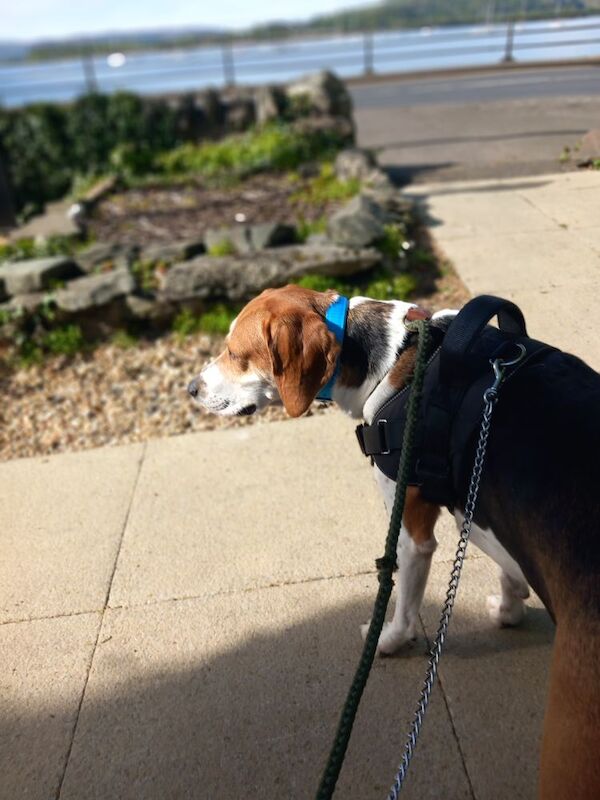 Bruno requires a good home - Image 2 of 3