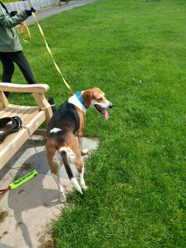 Bruno requires a good home - Image 3 of 3