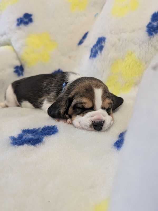 Champion line show type beagle puppies for sale in Kirkby-in-Ashfield, Nottinghamshire