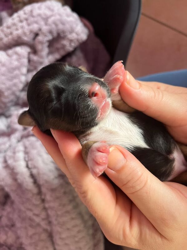 Beagle puppies for sale in County Antrim – 4 days old