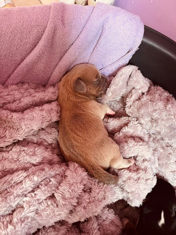 Beagle puppies for sale in County Antrim – 4 days old - Image 2 of 3