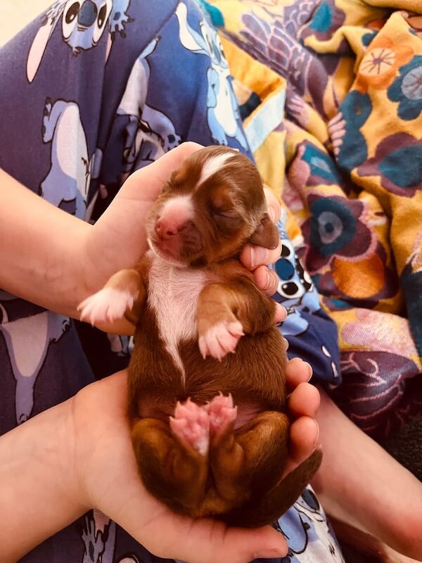 Beagle puppies for sale in County Antrim – 4 days old - Image 3 of 3
