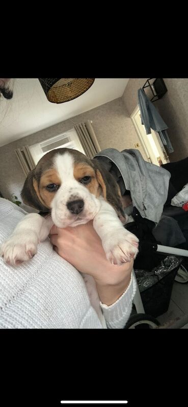 Chunky beagles for sale. for sale in Greater Manchester | Image 3