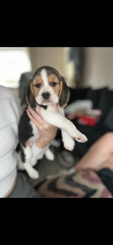 Chunky beagles for sale. for sale in Greater Manchester | Image 4