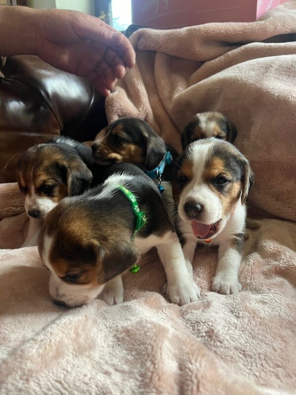 Chunky type beagles for sale in Llangammarch Wells, Powys