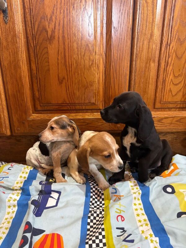 Cocker cross Beagle pups - Image 3 of 3