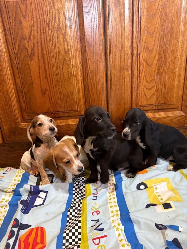 Beagle Puppies For Sale Under £1,000