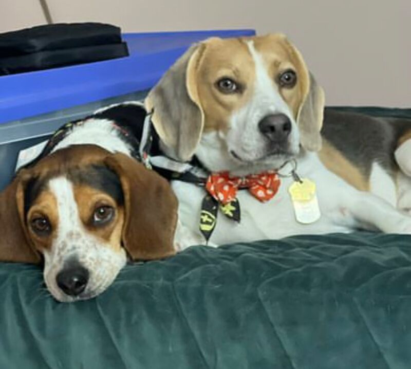 Cute Beagle Puppies for sale - Image 2 of 4