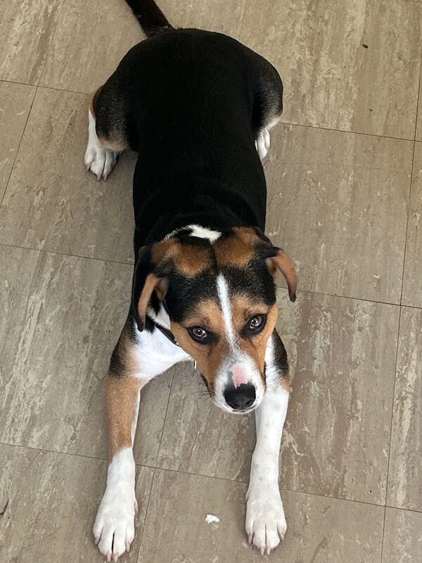 Beagle puppies for sale in Tilbury, Essex – 3 years old