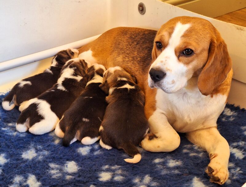 **STUNNING BEAGLE PUPPIES (KC REGISTERED)*** for sale in Gretna, Dumfries and Galloway | Image 3