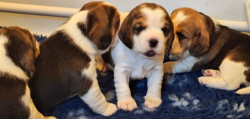 **STUNNING BEAGLE PUPPIES (KC REGISTERED)*** for sale in Gretna, Dumfries and Galloway | Image 2