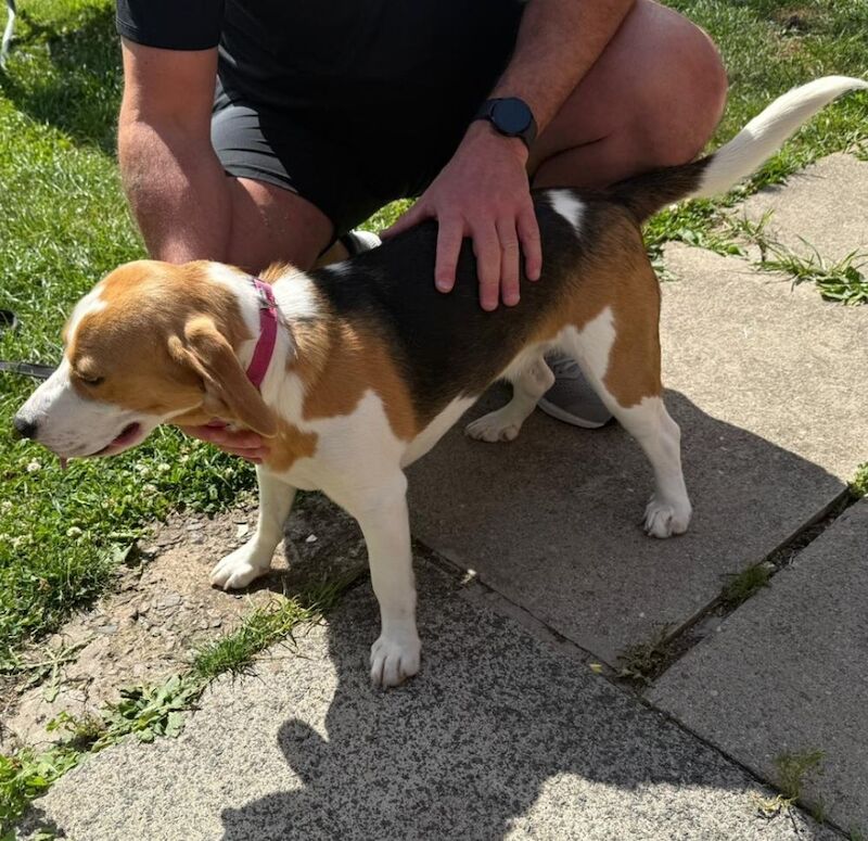Beagle for adoption in Liverpool, Merseyside – 9 months old