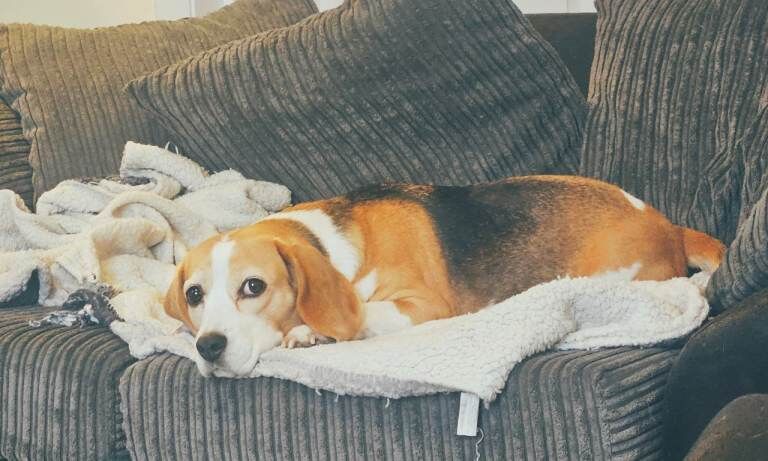 Beagle Puppies For Sale