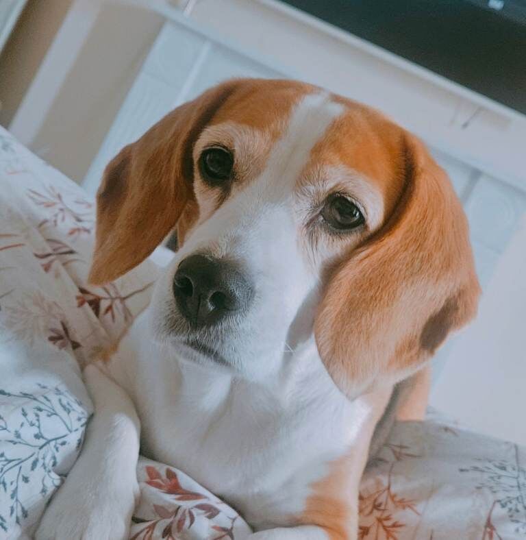 Beagle puppies for sale in South Shields, Tyne And Wear – 8 years old - Image 2 of 5