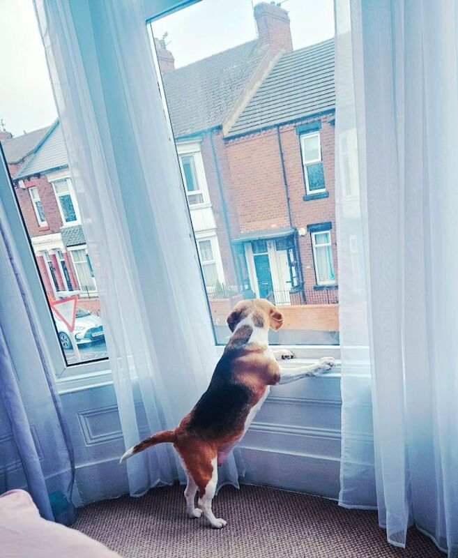 Beagle puppies for sale in South Shields, Tyne And Wear – 8 years old - Image 3 of 5